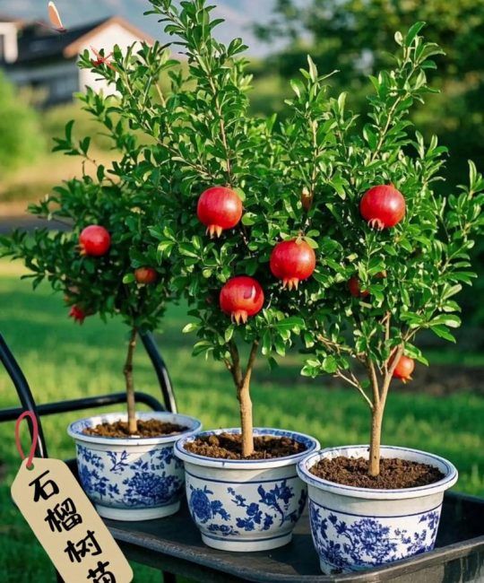 石榴树容易成活吗？新手种植成活率高达95%的完整操作指南