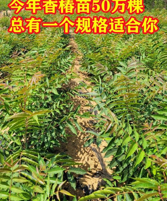 香椿种苗购买渠道指南：如何科学评估供应商，避免踩坑