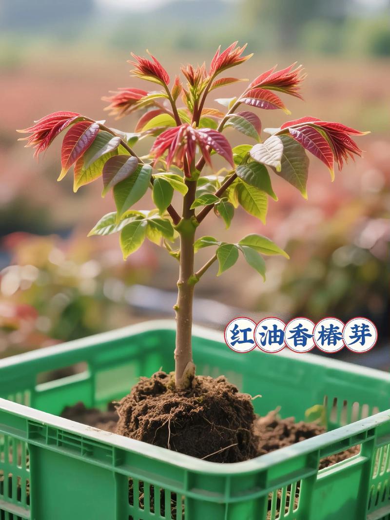 香椿种苗购买渠道指南:如何科学评估供应商,避免踩坑 第三步:根系状态评估与运输装车方案