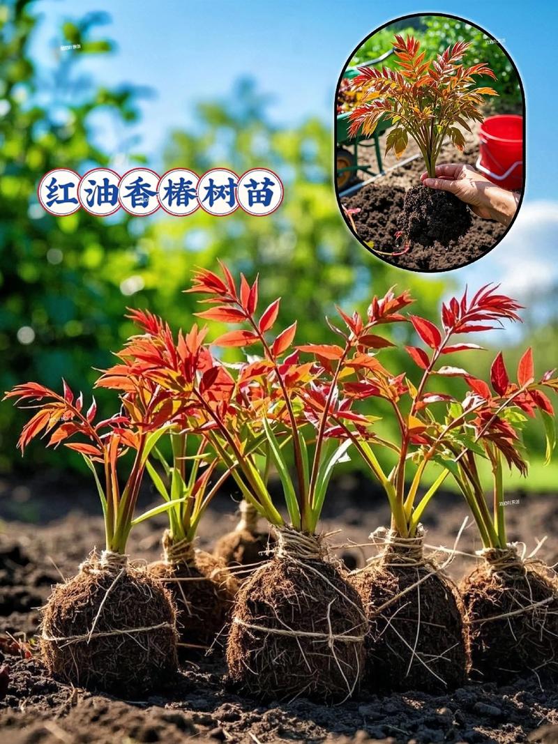 香椿种苗购买渠道指南:如何科学评估供应商,避免踩坑 最后提醒