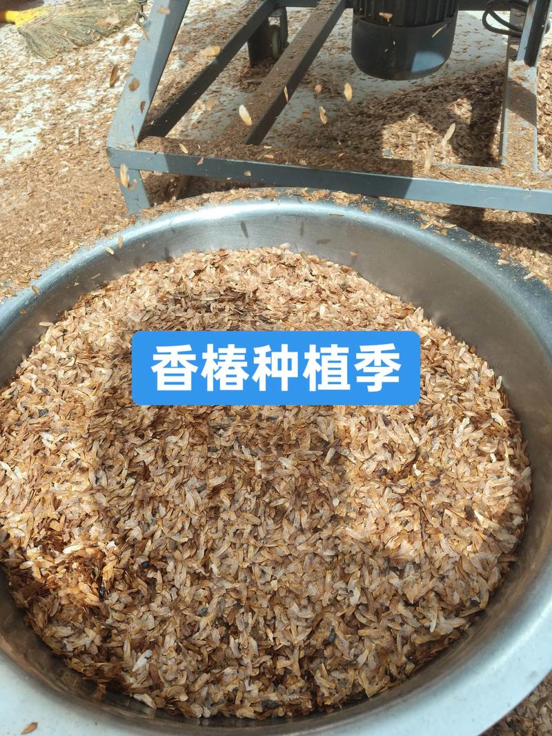 香椿种苗购买渠道指南:如何科学评估供应商,避免踩坑 第四步:检疫资料审核与售后保障