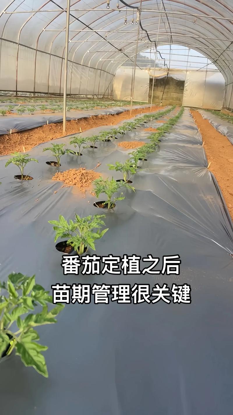 番茄亩种植多少株?最佳密度与栽植技术指南 常见问题解答 (FAQ)