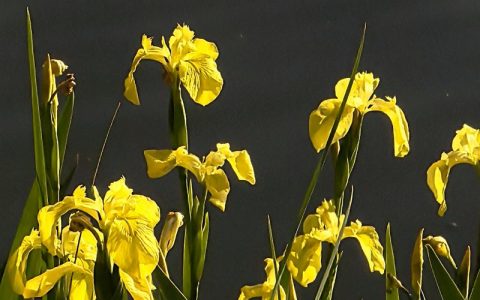 黄菖蒲和黄花鸢尾是一种吗？6大维度对比，帮你彻底分清