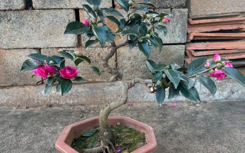 茶花用什么花盆栽种最好？选对盆是养好茶花的第一步