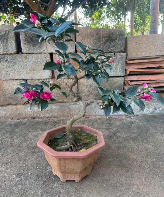 茶花用什么花盆栽种最好？选对盆是养好茶花的第一步