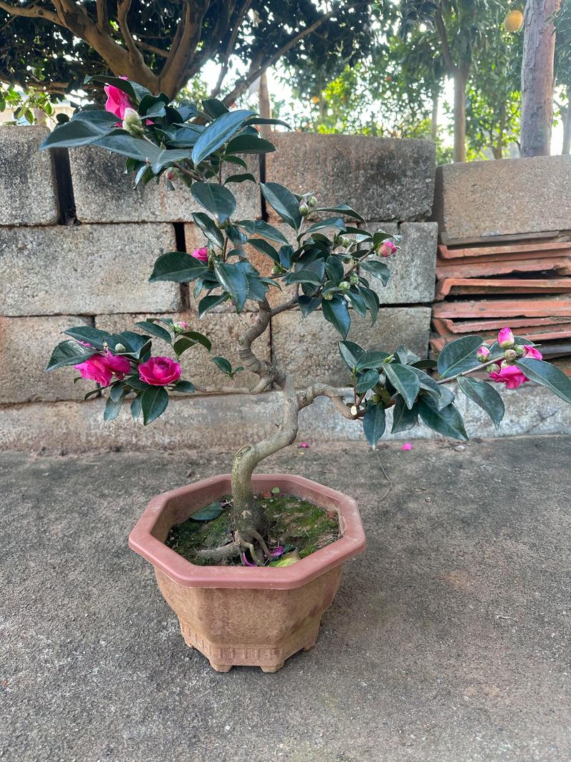 茶花用什么花盆栽种最好?选对盆是养好茶花的第一步 茶花用什么花盆栽种最好?选对盆是养好茶花的第一步