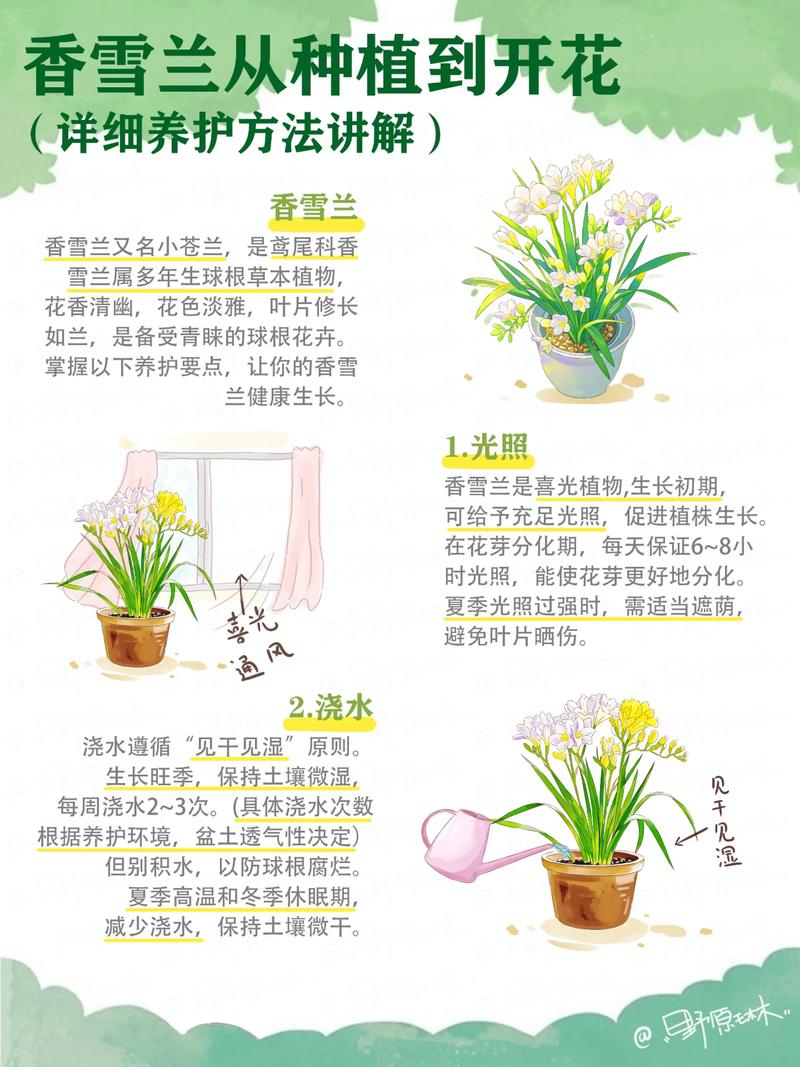 促花促果养护步骤（以月季和番茄为例）
