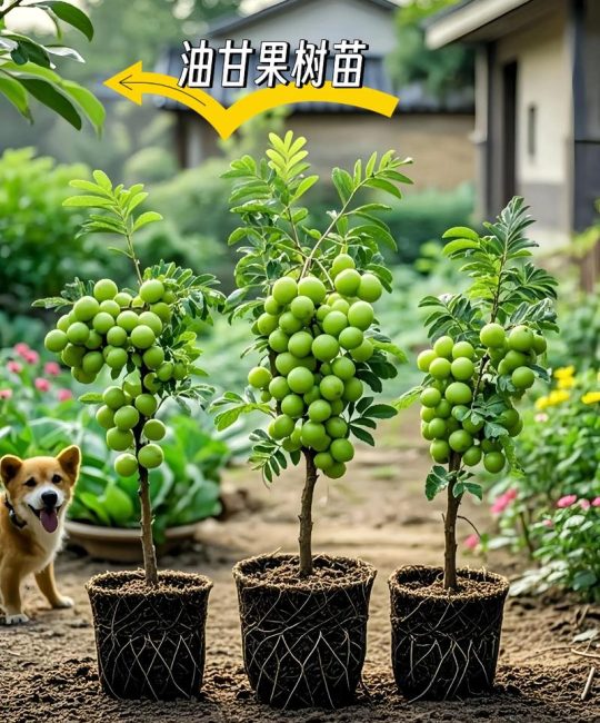 现在适合种什么果树苗？2026年秋季选购与种植全攻略