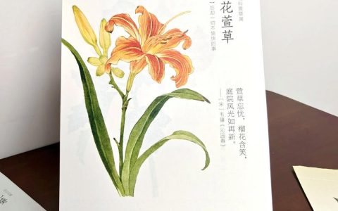 大花萱草什么时候开花？花期、养护与促花全攻略