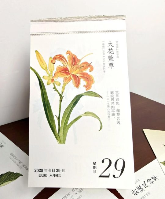 大花萱草什么时候开花？花期、养护与促花全攻略
