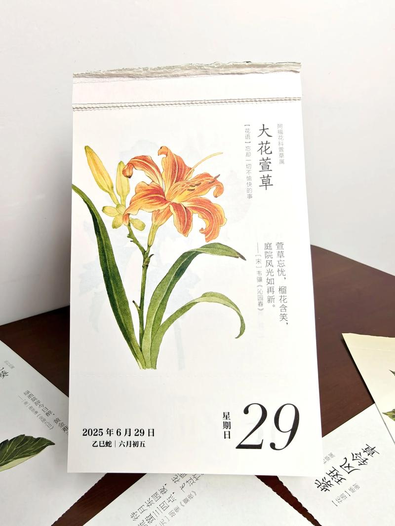 大花萱草什么时候开花?花期、养护与促花全攻略 大花萱草的花期在5月至7月,单花仅开1天,群体观赏期约30-45天