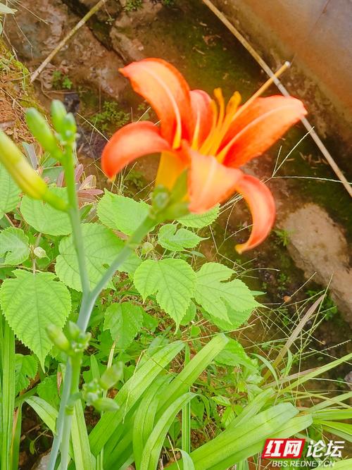 大花萱草什么时候开花?花期、养护与促花全攻略 花期/果期/观赏期具体说明