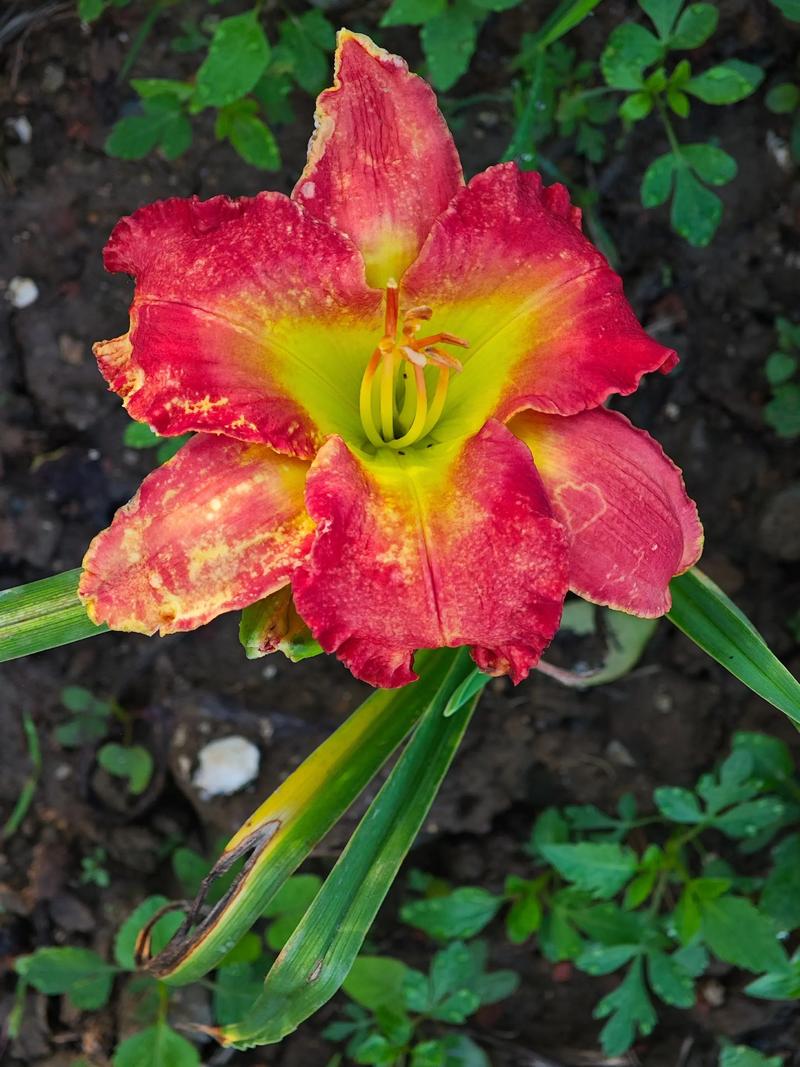 大花萱草什么时候开花?花期、养护与促花全攻略 影响开花的关键因素(含具体参数)