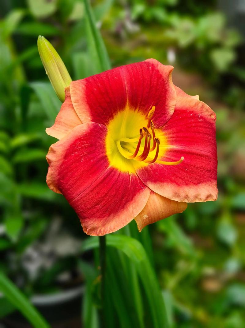 大花萱草什么时候开花?花期、养护与促花全攻略 不开花常见原因与解决(结构化列表)