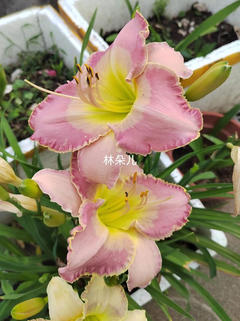 大花萱草什么时候开花?花期、养护与促花全攻略 促花养护步骤(含操作细节)