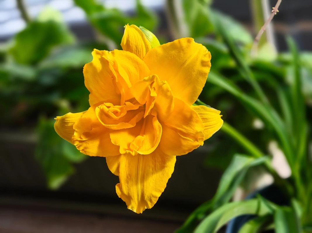 大花萱草什么时候开花?花期、养护与促花全攻略 总结