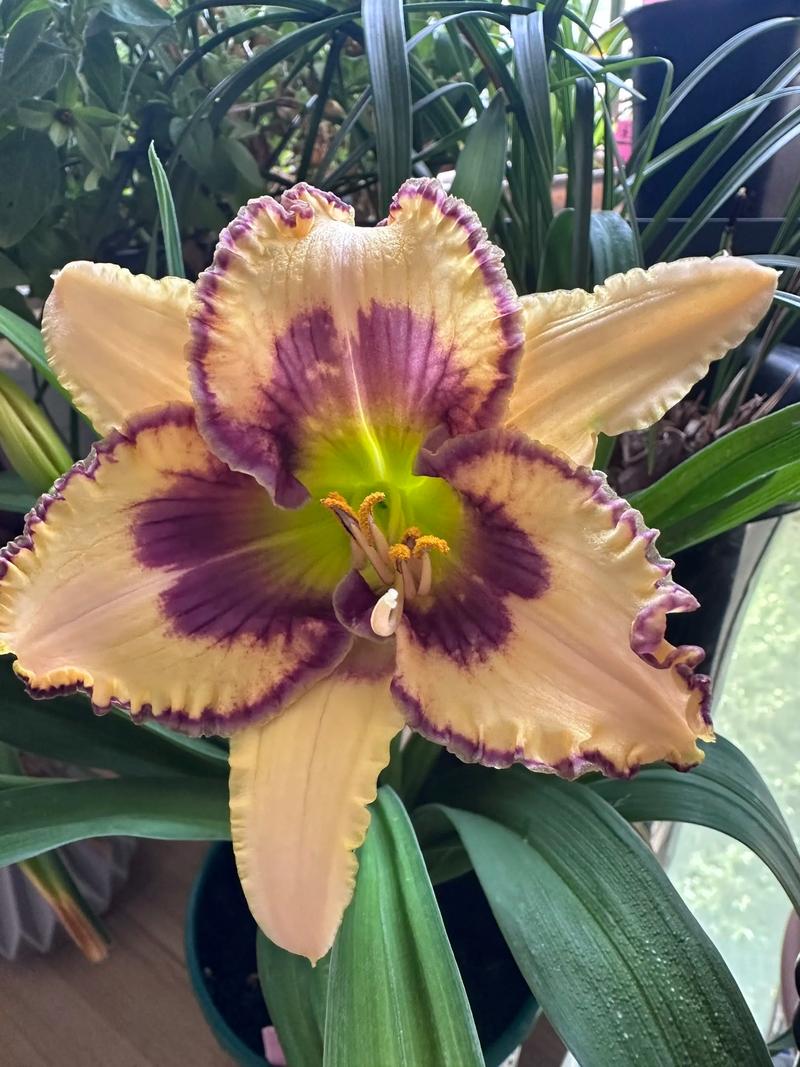 大花萱草什么时候开花?花期、养护与促花全攻略 常见问题解答(FAQ)