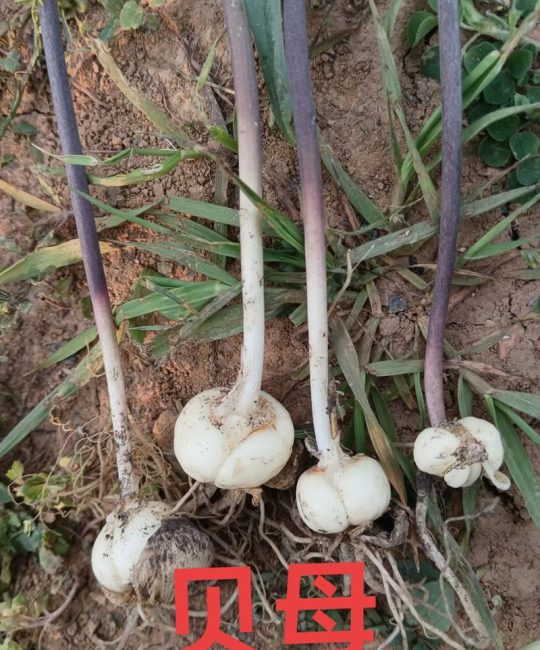 贝母种子多少钱一斤？品种、产地、采购量影响报价