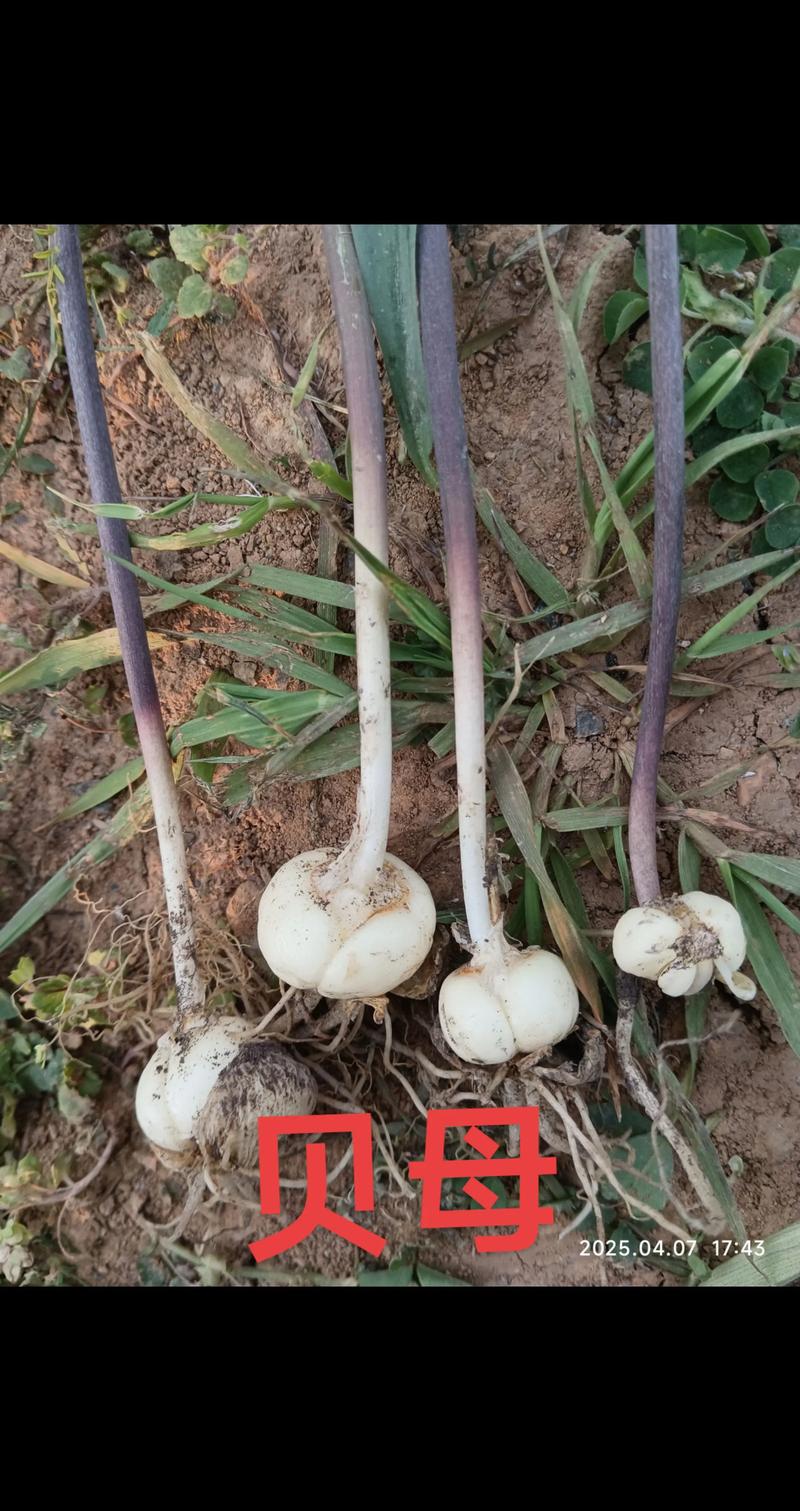 贝母种子多少钱一斤?品种、产地、采购量影响报价 贝母种子多少钱一斤?品种、产地、采购量影响报价