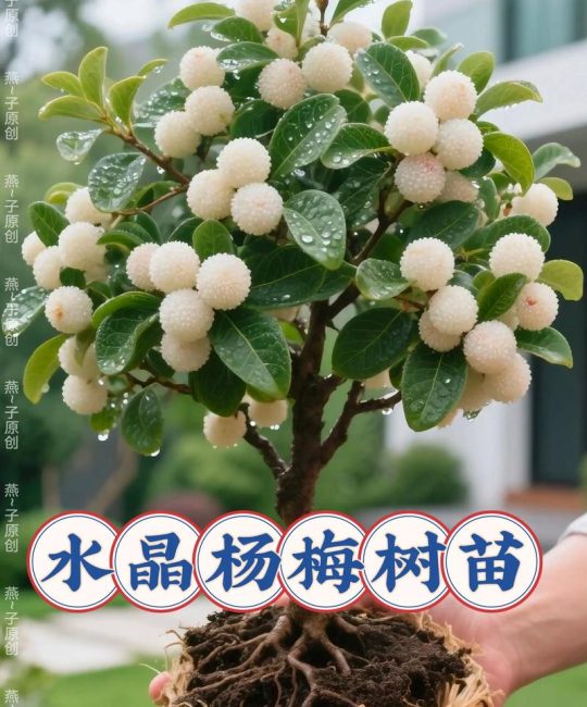 杨梅怎么育小苗视频：从播种到工程苗的标准化育苗技术参数解析