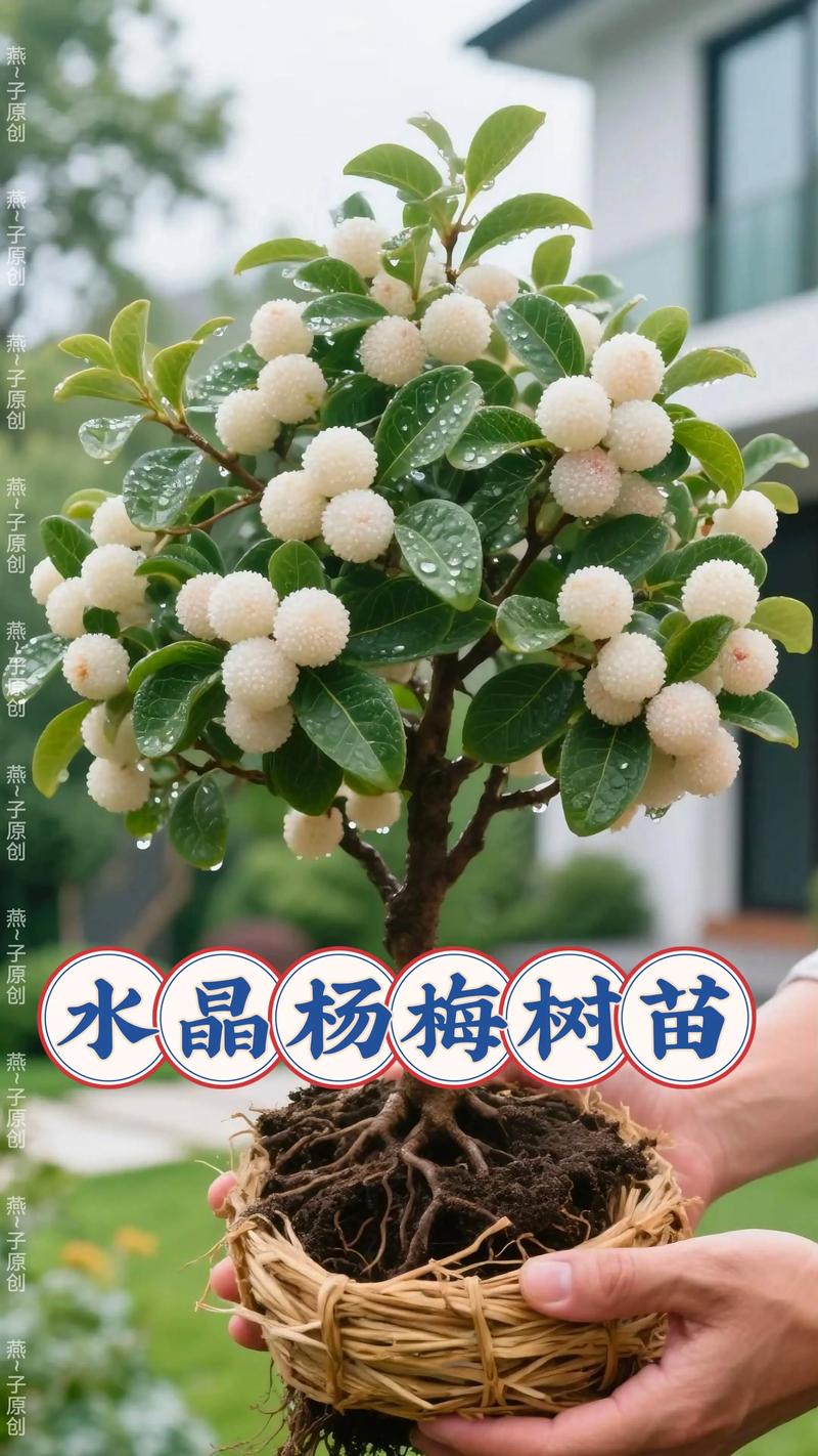 杨梅怎么育小苗视频:从播种到工程苗的标准化育苗技术参数解析 杨梅育苗核心指标速查清单