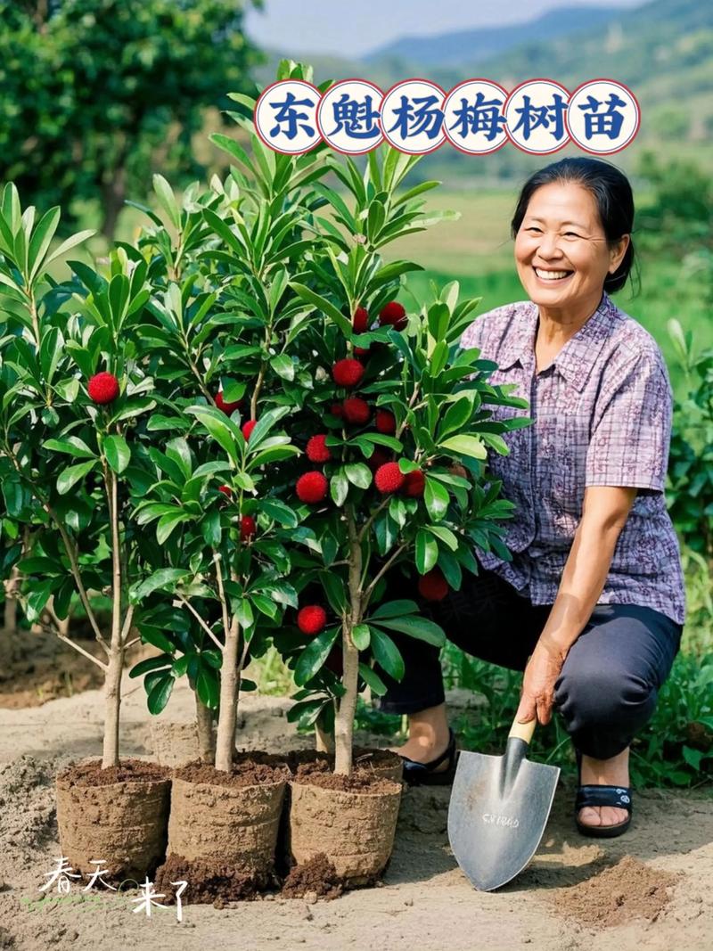 杨梅怎么育小苗视频:从播种到工程苗的标准化育苗技术参数解析 工程苗出圃规格与栽植施工标准