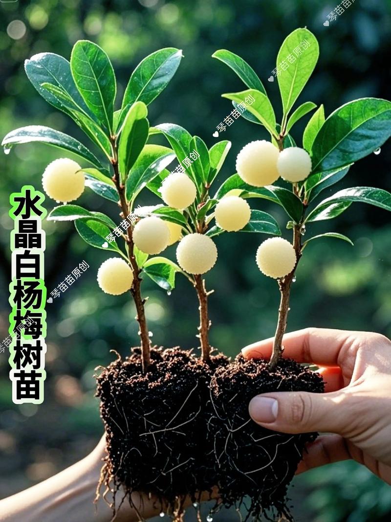 杨梅怎么育小苗视频:从播种到工程苗的标准化育苗技术参数解析 嫁接工艺与造型苗培育参数拆解