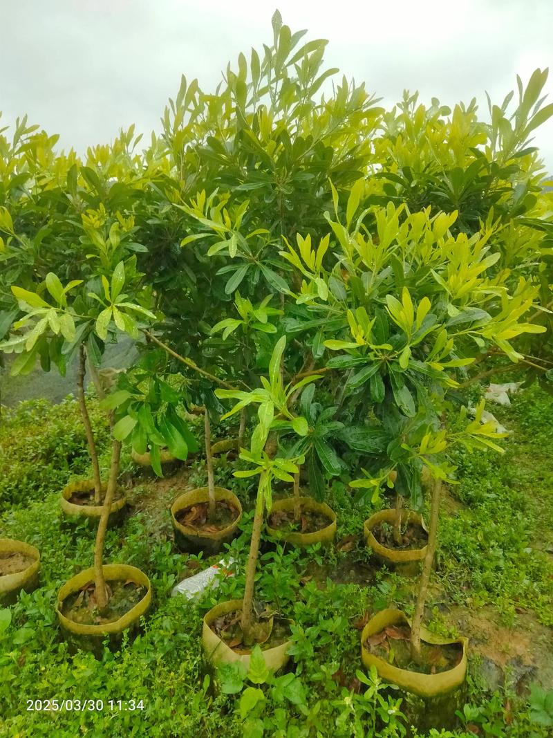 杨梅怎么育小苗视频:从播种到工程苗的标准化育苗技术参数解析 育苗操作常见错误与成本控制要点