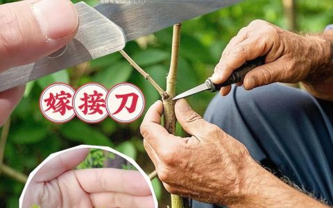 李子嫁接用什么当砧木？选对砧木决定成活率与果园寿命