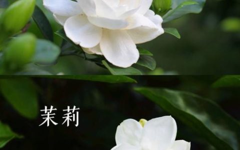 茉莉花与栀子花深度对比：外观、习性及养护差异全解析