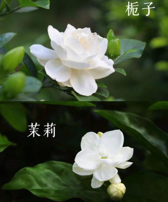 茉莉花与栀子花深度对比：外观、习性及养护差异全解析
