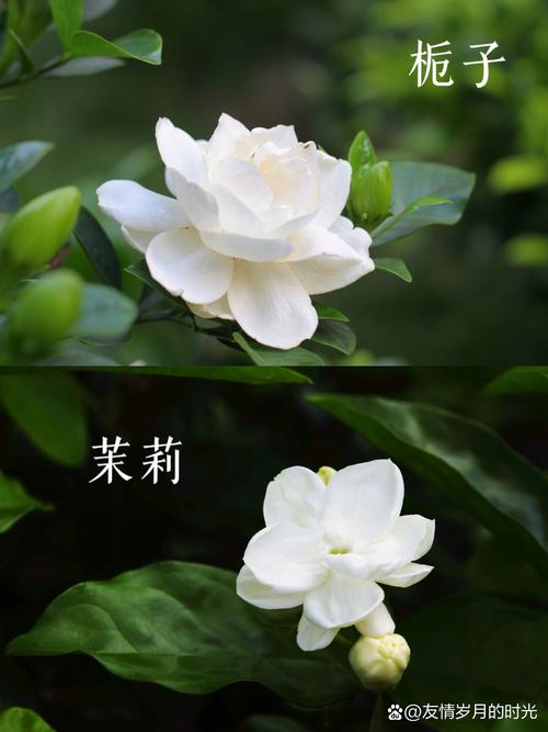 茉莉花与栀子花深度对比:外观、习性及养护差异全解析 茉莉花与栀子花深度对比:外观、习性及养护差异全解析