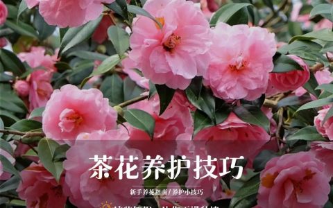 茶花是茶叶树的花吗？一文读懂茶花与茶叶树的区别及盆栽养护全攻略