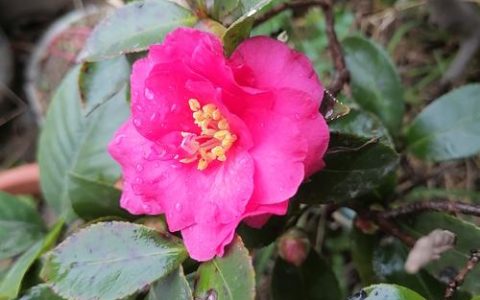 茶梅冬天开花吗？一文读懂花期、养护与地域种植指南