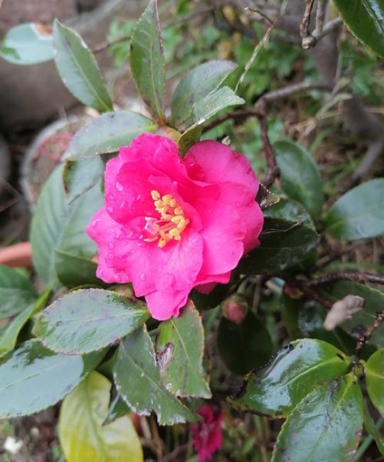 茶梅冬天开花吗？一文读懂花期、养护与地域种植指南