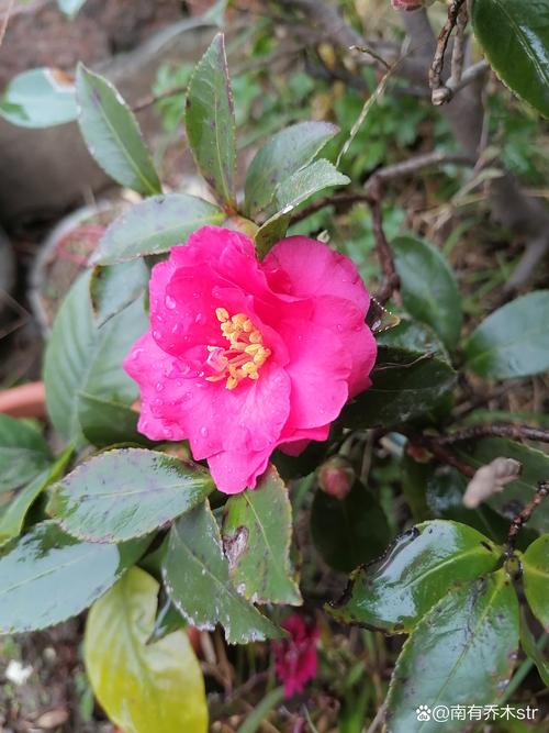 茶梅冬天开花吗?一文读懂花期、养护与地域种植指南 茶梅冬天开花,花期横跨整个冬季