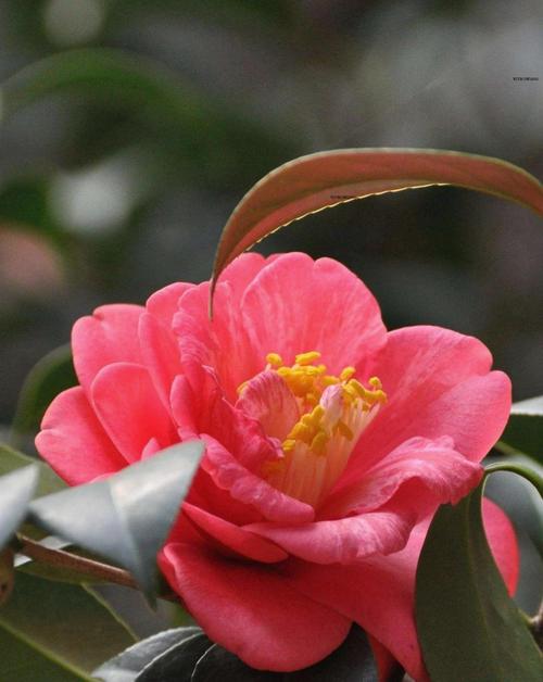 茶梅冬天开花吗?一文读懂花期、养护与地域种植指南 茶梅花期、果期与观赏期详解