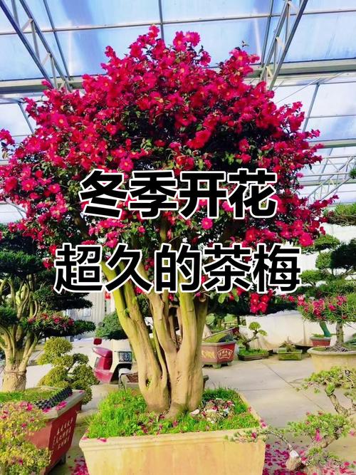 茶梅冬天开花吗?一文读懂花期、养护与地域种植指南 不开花或花苞脱落的常见原因与解决