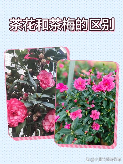 茶梅冬天开花吗?一文读懂花期、养护与地域种植指南 影响茶梅开花的关键因素(含具体参数)