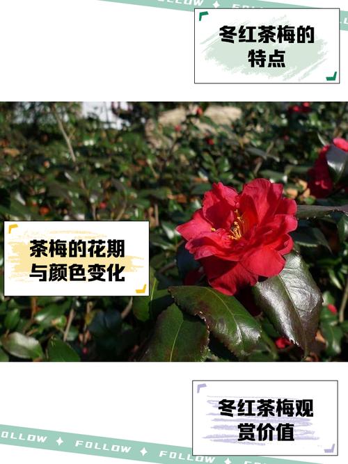 茶梅冬天开花吗?一文读懂花期、养护与地域种植指南 常见问题FAQ