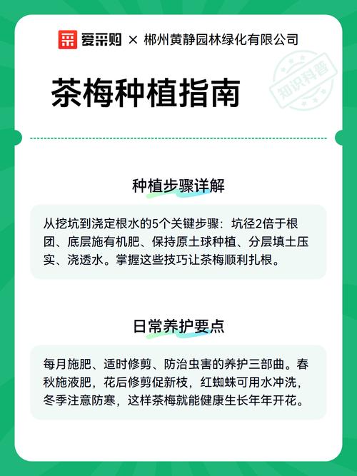 茶梅冬天开花吗?一文读懂花期、养护与地域种植指南 南北种植差异化建议