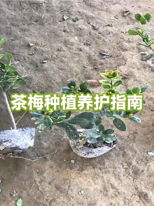 茶梅冬天开花吗?一文读懂花期、养护与地域种植指南 总结