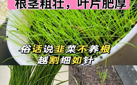 韭菜喜欢酸性土壤还是碱性土壤？掌握pH值调节，韭菜长得又肥又嫩