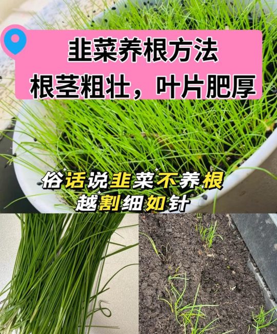 韭菜喜欢酸性土壤还是碱性土壤？掌握pH值调节，韭菜长得又肥又嫩