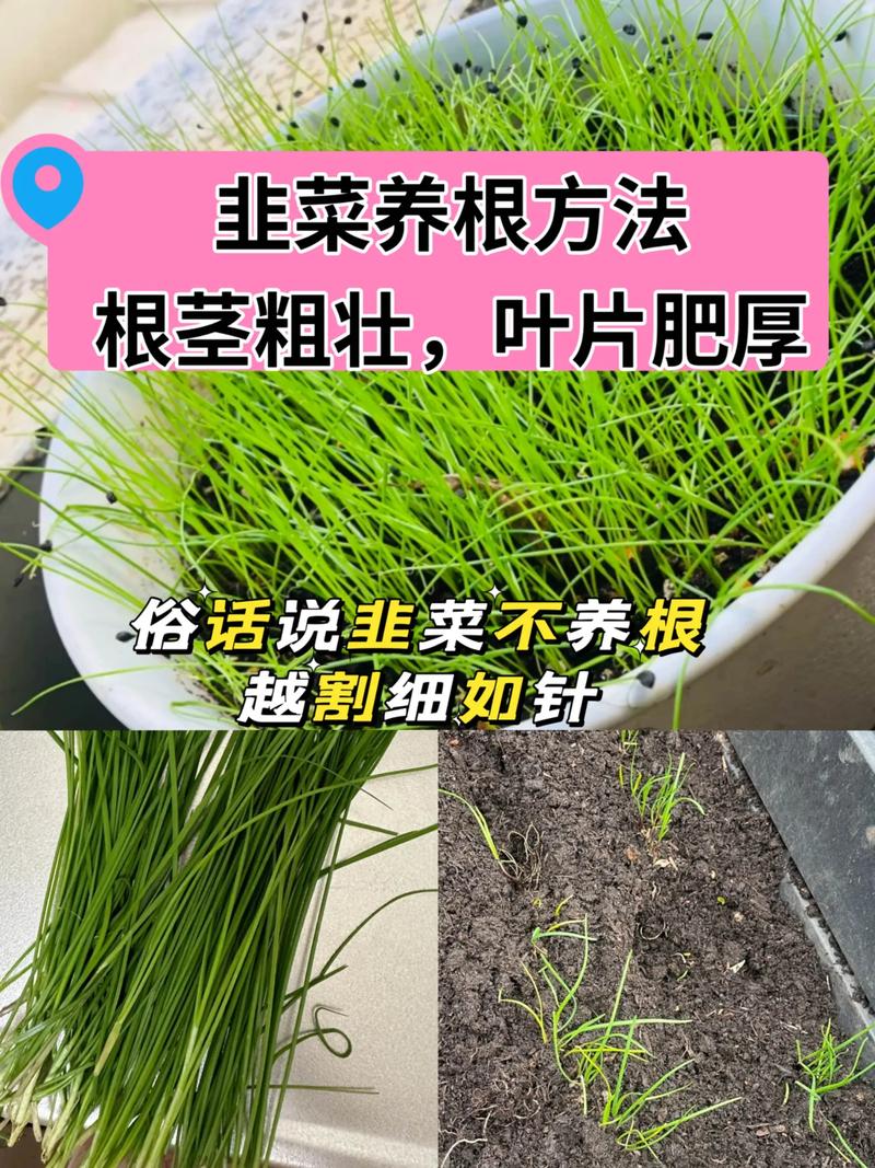 韭菜喜欢酸性土壤还是碱性土壤?掌握pH值调节,韭菜长得又肥又嫩 韭菜喜欢酸性土壤还是碱性土壤?掌握pH值调节,韭菜长得又肥又嫩