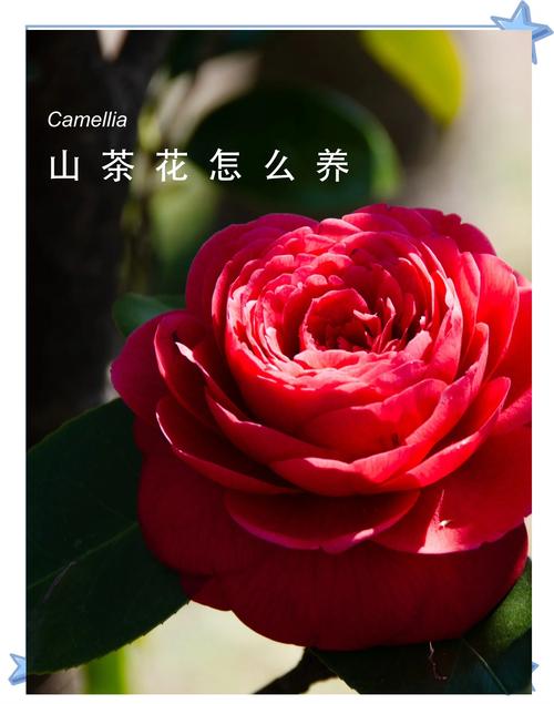 山茶花与茶叶是亲戚吗?一文读懂两者的关系与山茶花养护指南 修剪促花系统指导