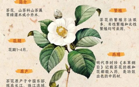 山茶花与茶叶是亲戚吗？一文读懂两者的关系与山茶花养护指南