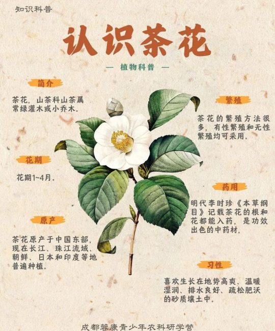 山茶花与茶叶是亲戚吗？一文读懂两者的关系与山茶花养护指南