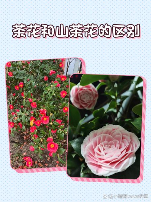 山茶花与茶叶是亲戚吗?一文读懂两者的关系与山茶花养护指南 FAQ