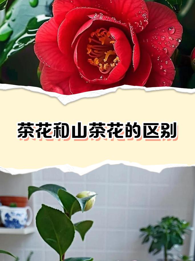 山茶花与茶叶是亲戚吗?一文读懂两者的关系与山茶花养护指南 常见误区与纠正